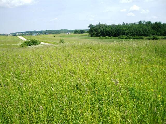 30 a. žemės sklypas Alytaus r.,Jurgiškių k., Pardavimui. Nuotrauka nr. 3
